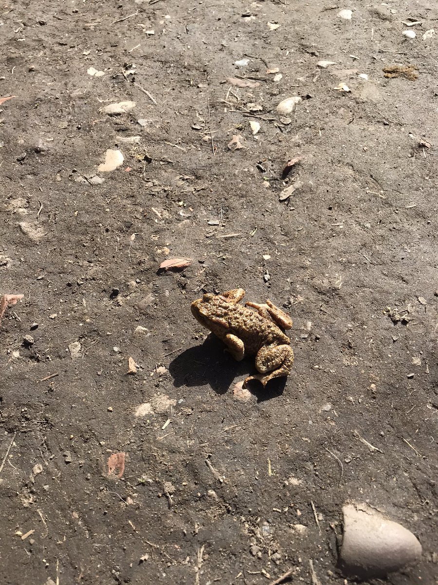 PercyAndBertie's tweet photo. The boys found this guy on their walk today. Is he a frog or toad? We’re thinking toad but not 100%
#dogsoftwitter #foundafriend #frogortoad #nature #naturefind #britishwildlife #wildlife https://t.co/jLbYBxTFxE