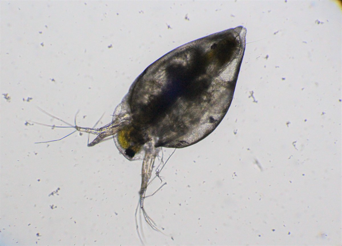 Eudorina Ch Eudorina Ch ট ইট র