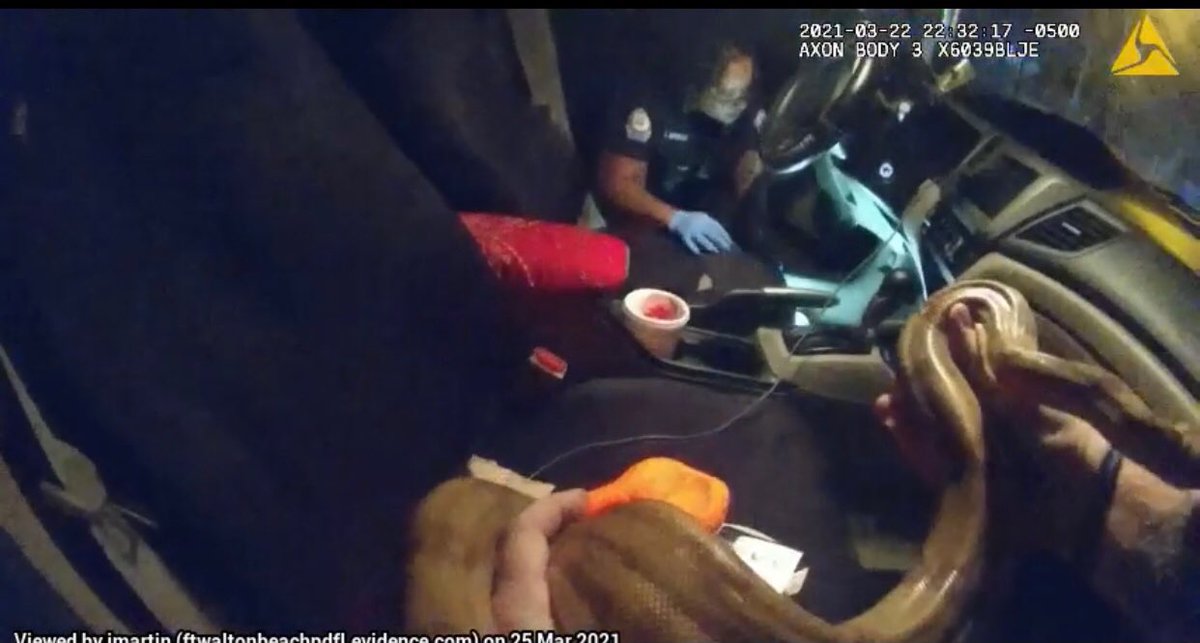 FortWaltonBchPD's tweet photo. Last night we learned the term “Emotional Support Snake” on a DUI traffic stop.
...and no, the snake was not driving.
#BodyCamBoas #SirPutTheSnakeDown #CivilSerpent #DUI #Police #FWBAfterDark #CharlieShift https://t.co/g1X3j30BLV