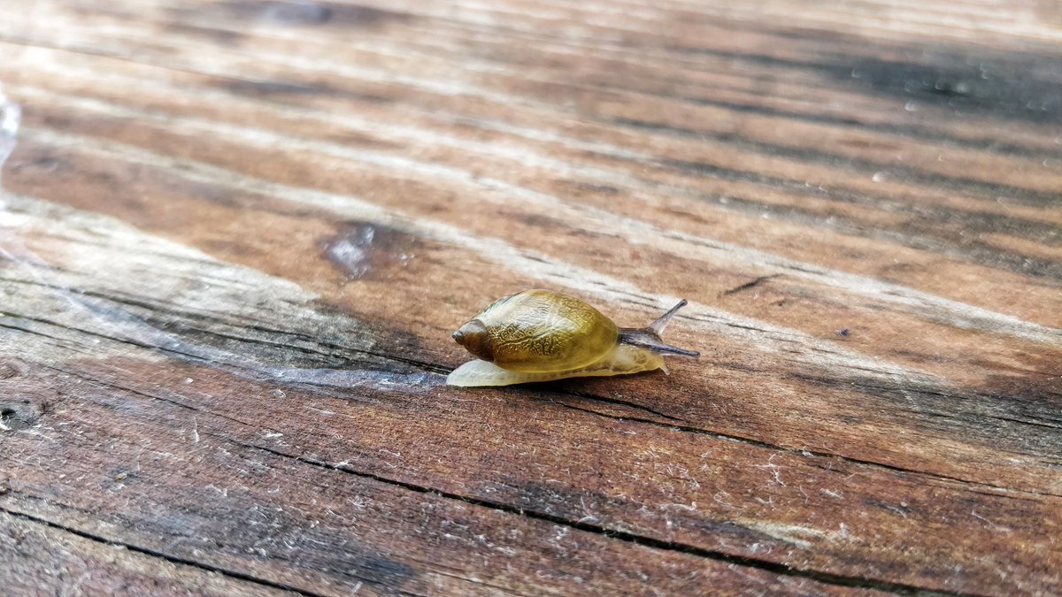 FuzzySpacePanda's tweet photo. even a snail will eventually reach its destination 🐌 https://t.co/tMnjOEqHrJ