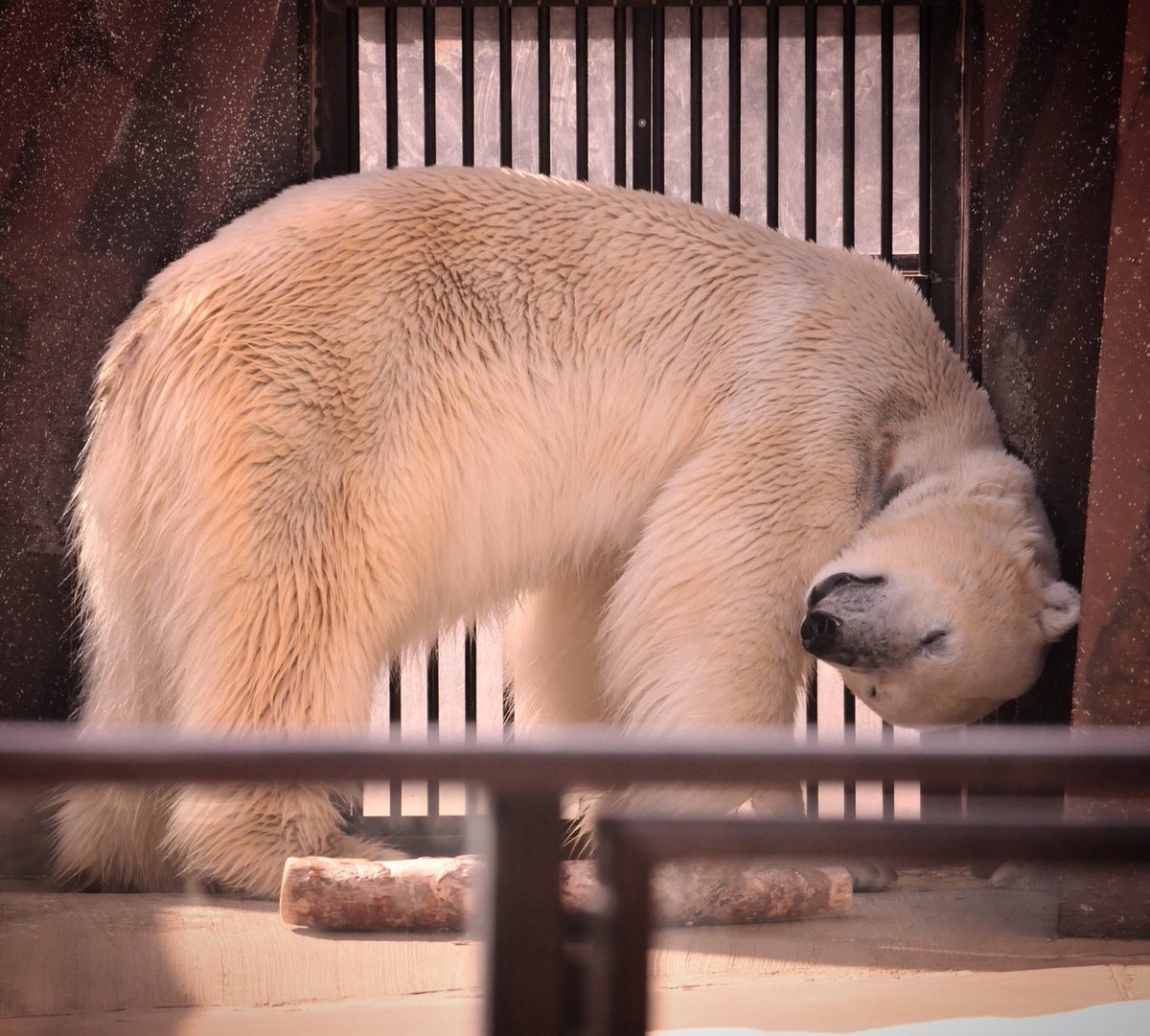 おやびん 可愛いイコロ 恩賜上野動物園 ホッキョクグマ シロクマ Polarbear