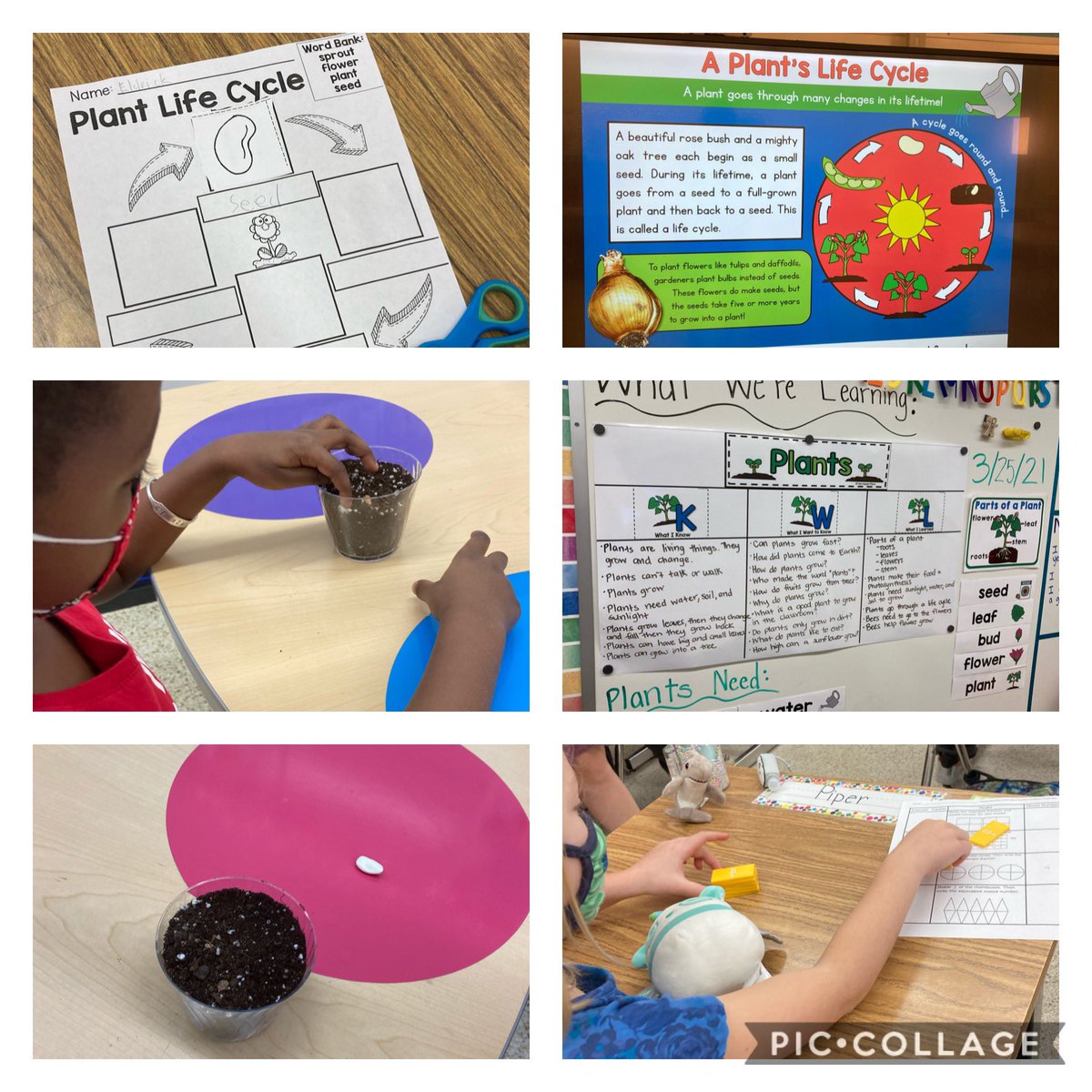 LGrossVB's tweet photo. Our botanists in @MsGrimes_ class are studying a plant’s life cycle. #scienceisfun @VBFairfieldES @pgeromin1 @RyanFoster25 https://t.co/4qag4oXssh