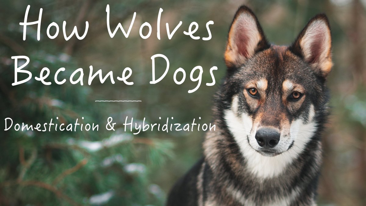 AskTheRavens's tweet image. In my new YouTube video I discuss the domestication of wolves into dogs and the problem with #wolfdog hybrids. 

🐺➡️🐶youtu.be/8p90k9VeG3E