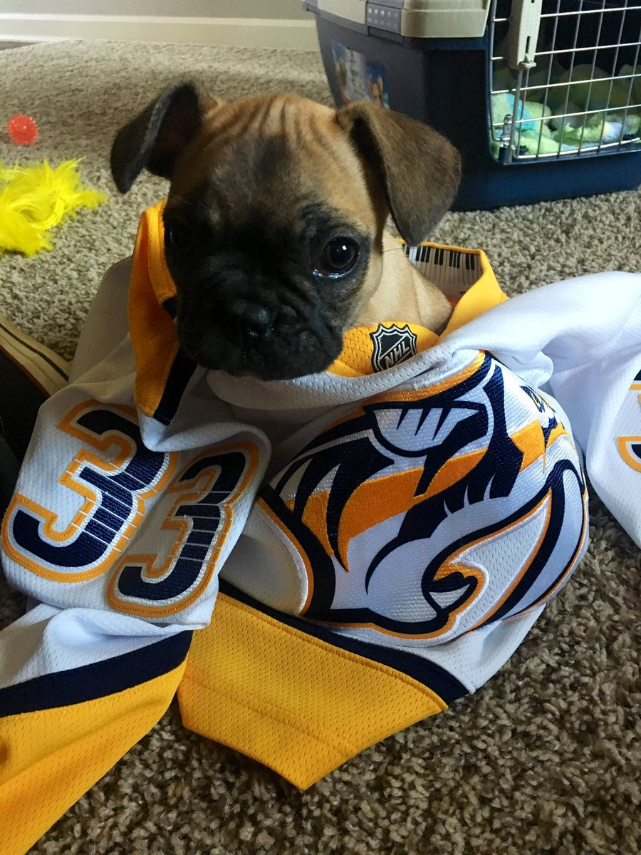 jlichty30's tweet photo. @PredsNHL @PetSmart Baby Arvy! 
#predspup #PuppyDay https://t.co/6q6oXco4iw