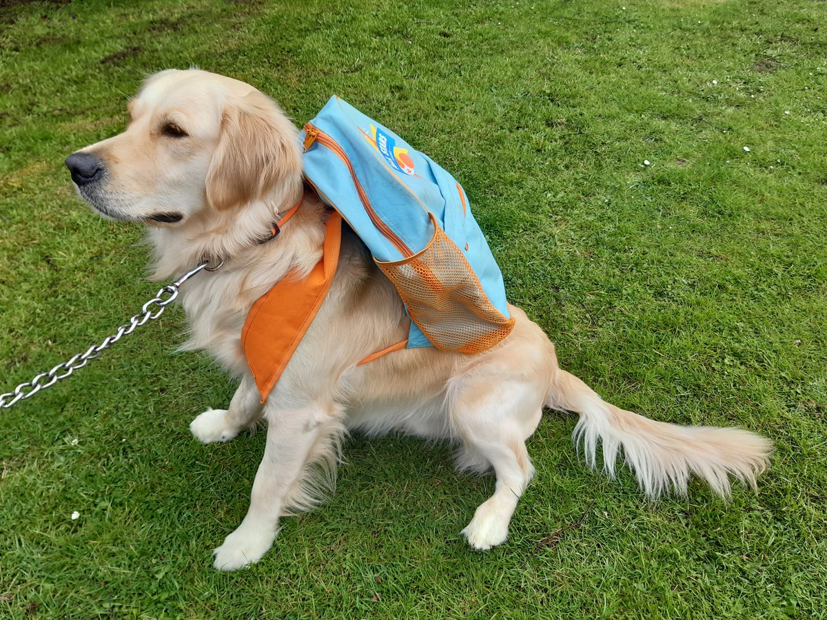 CDPSdogs's tweet photo. School dog Wilbur @CDPStoday ready to go to class with (now) his @allstarscricket bag!

#SchoolDog #Cirencester #DeerParkSchool #CirencesterDeerParkSchool https://t.co/yBS8snRC0O
