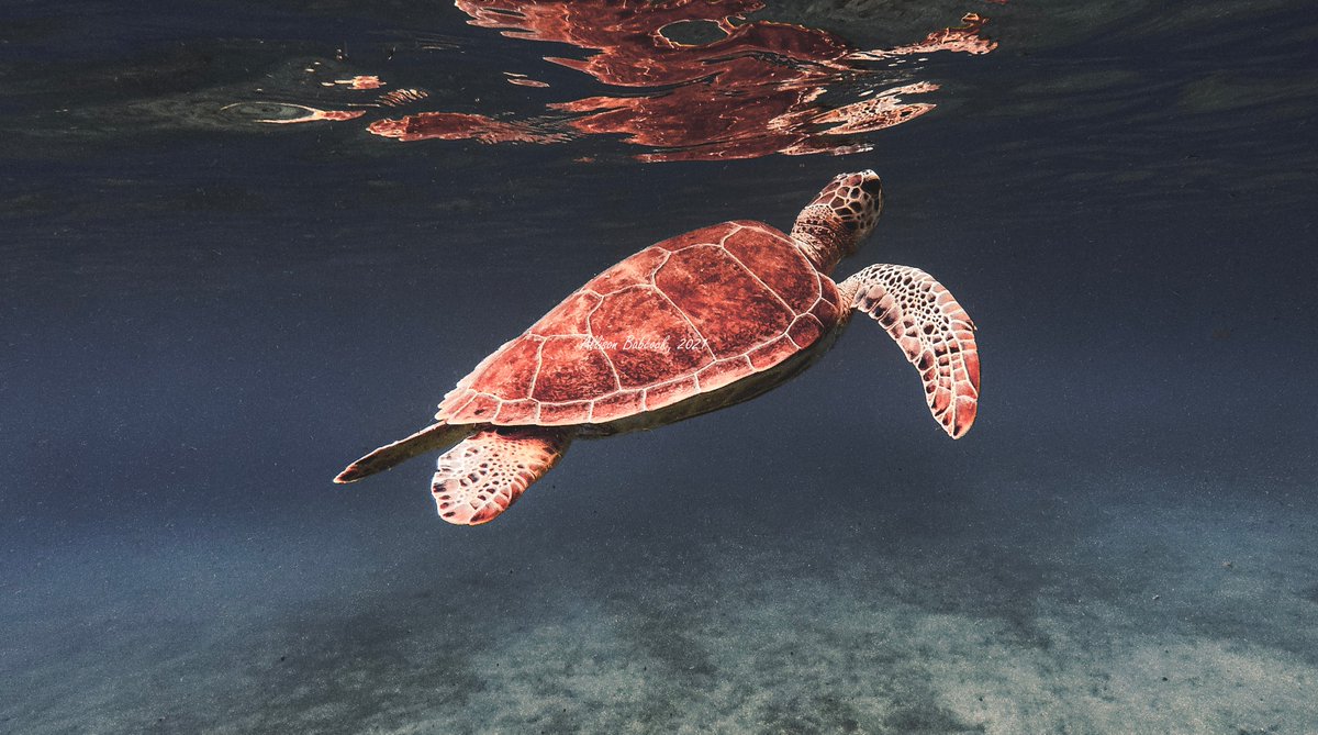 Allisonb1's tweet image. Excited to offer our digital photography on home decor on #Society6.  Our store features Island inspired art from #SeaTurtles to #Sailing. A percentage of proceeds will benefit local marine rescue and humanitarian charities. #USVI  society6.com/artfamily
