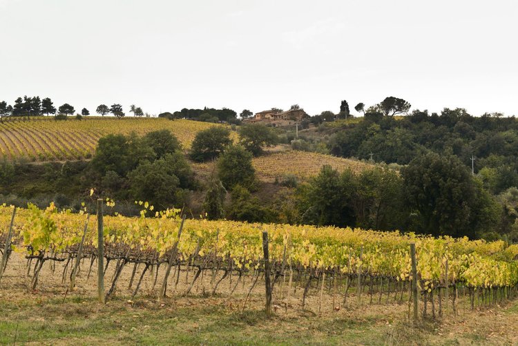 JohnMFodera's tweet photo. There's a "Gemelli" article coming on this winery featuring some #CellarNote Riservas. Stay tuned! #Tuscanvines Castell’in Villa – Chianti Classico 2017 https://t.co/EfKL2s2PgR @ChiantiClassUSA @chianticlassico @chiantilife https://t.co/MUqLTHR6zZ