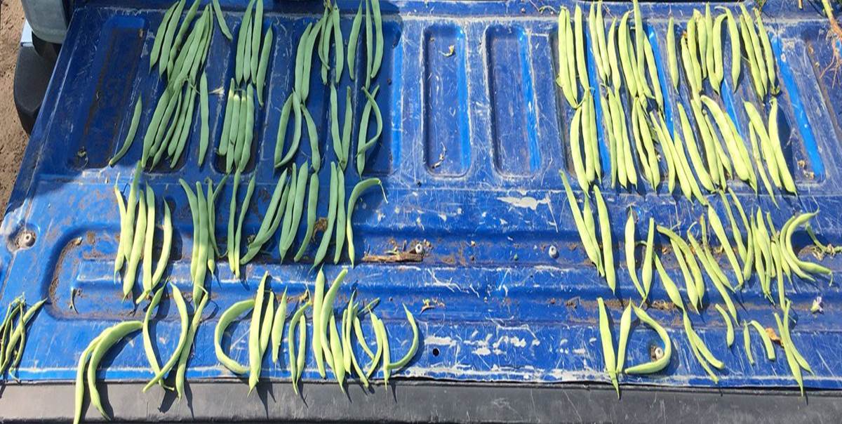 omexag's tweet photo. Set your pulses to a Stronger Start and a Faster Finish by using #PulsePrimer or #PulsePak with your seed treatment. Contact your local #AgRetailer or DM your #OmexRep for more info. #OmexCanada #Plant21 #Primers #Starters #Foliars https://t.co/e4iz8Qjjvw