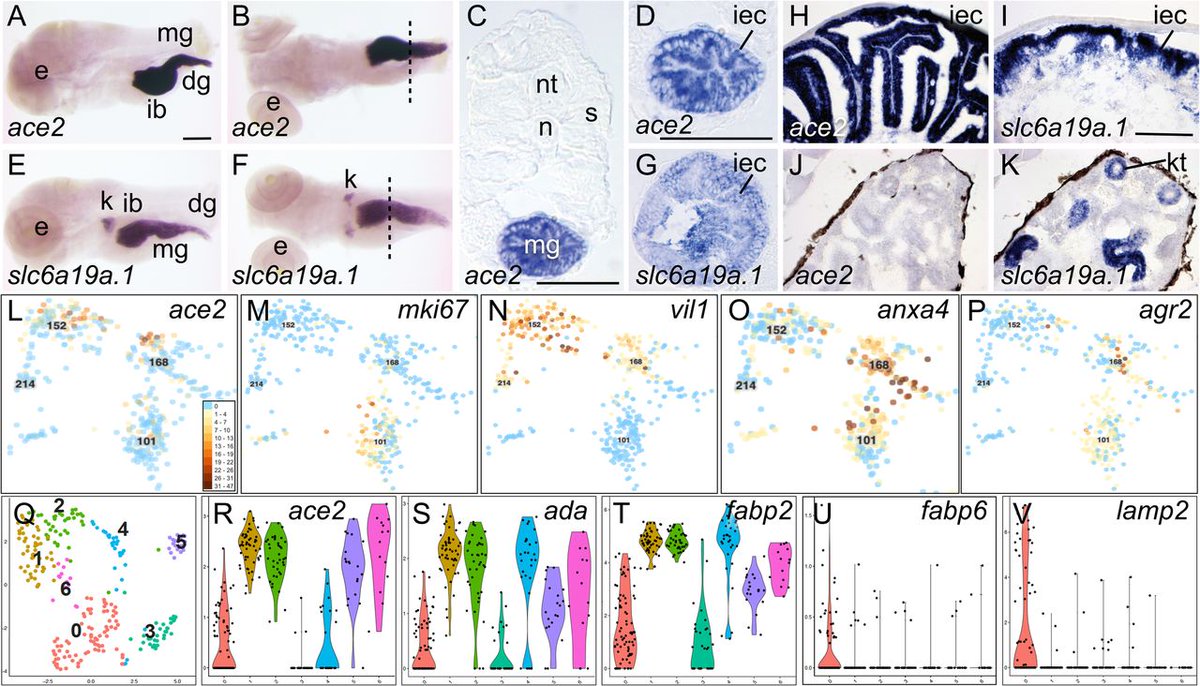 BiologyOpen's tweet photo. New and #OpenAccess this week, @JohnPostlethw8, @drzebrafish and co explain how we can exploit zebrafish to help understand the relationship of the RAAS to #COVID19 👉https://t.co/Lu4R0Up9rl https://t.co/QDKv2Jgbwx