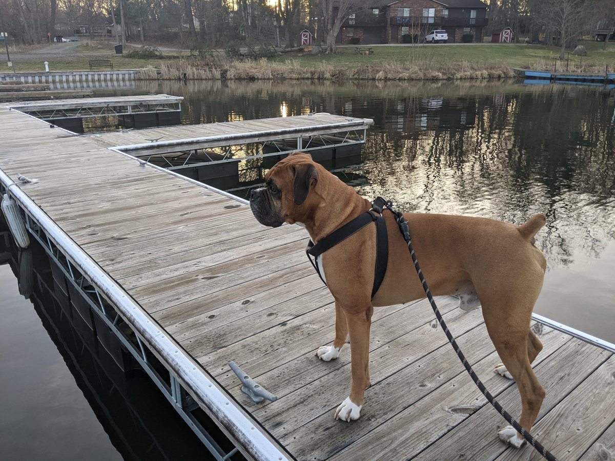 myboxerandI's tweet photo. @k9kayaks @BClemson81 @StacieMazzotta @brianmc_arch @sitarhero79 @DelinaEdmond @NicDavisNotes @Thomas_F81 @touque42 @boxer_sacha @joub53 @charrleemims @doug_matern @AldiUSA @JetsPizza Taking advantage of the early spring sunshine. #playbeforework #LakeLife🐾 https://t.co/1gRCViSXHr