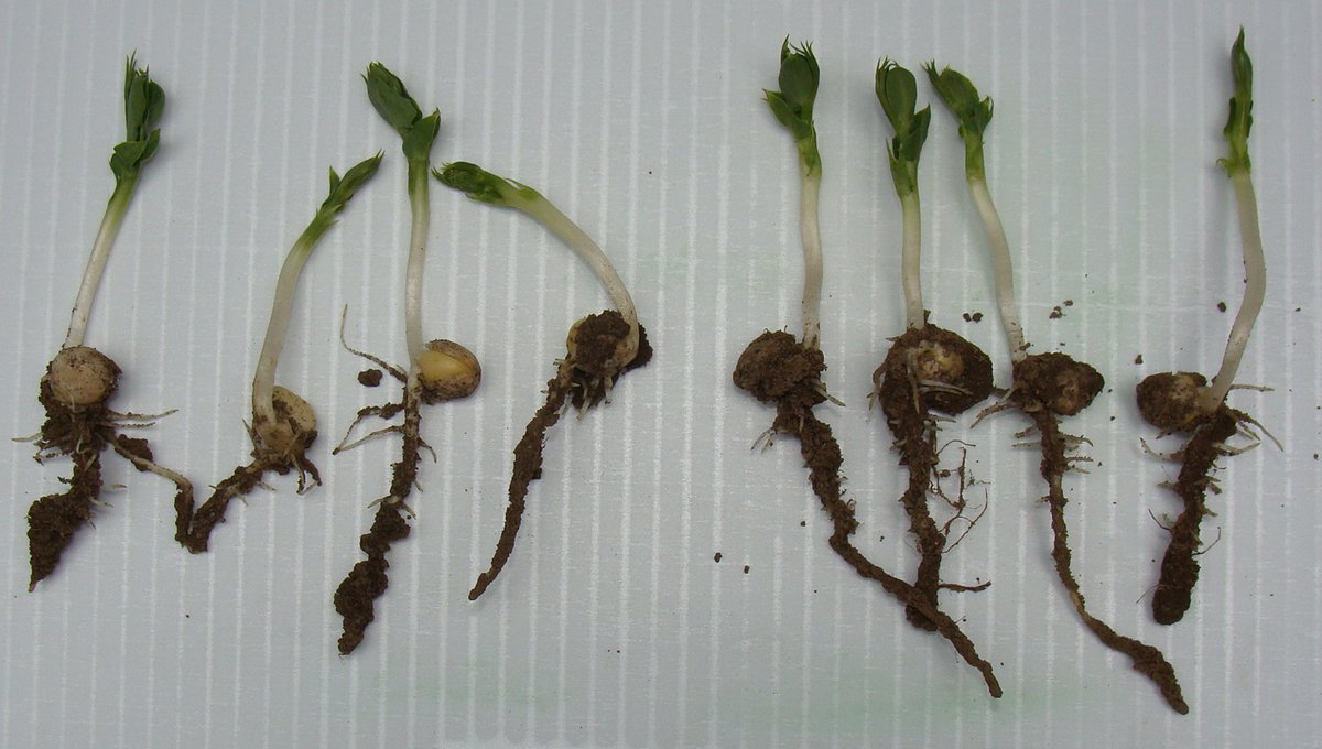 omexag's tweet photo. Set your pulses to a Stronger Start and a Faster Finish by using #PulsePrimer or #PulsePak with your seed treatment. Contact your local #AgRetailer or DM your #OmexRep for more info. #OmexCanada #Plant21 #Primers #Starters #Foliars https://t.co/e4iz8Qjjvw