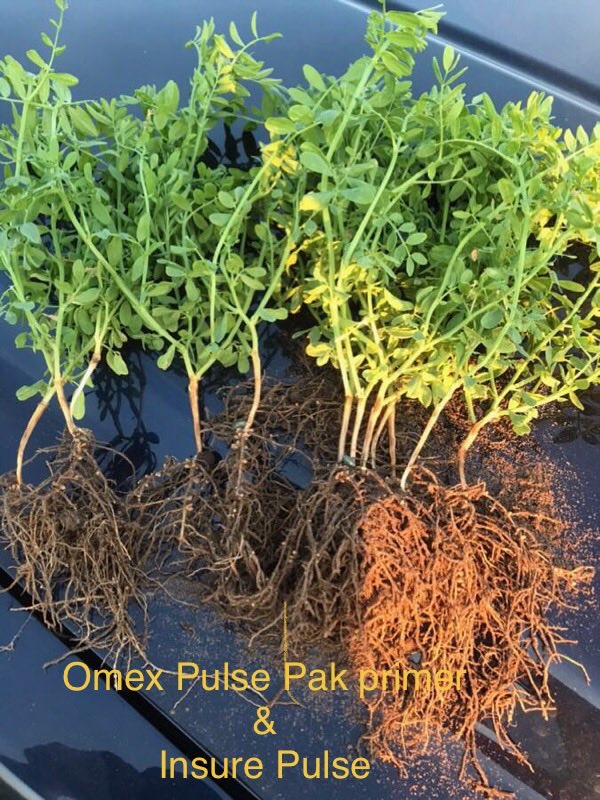douggomex's tweet photo. Omex Pulse Pak better germination, stronger root growth healthier root system.
#pulsepak no other primer comes close https://t.co/MdWTskKNuj