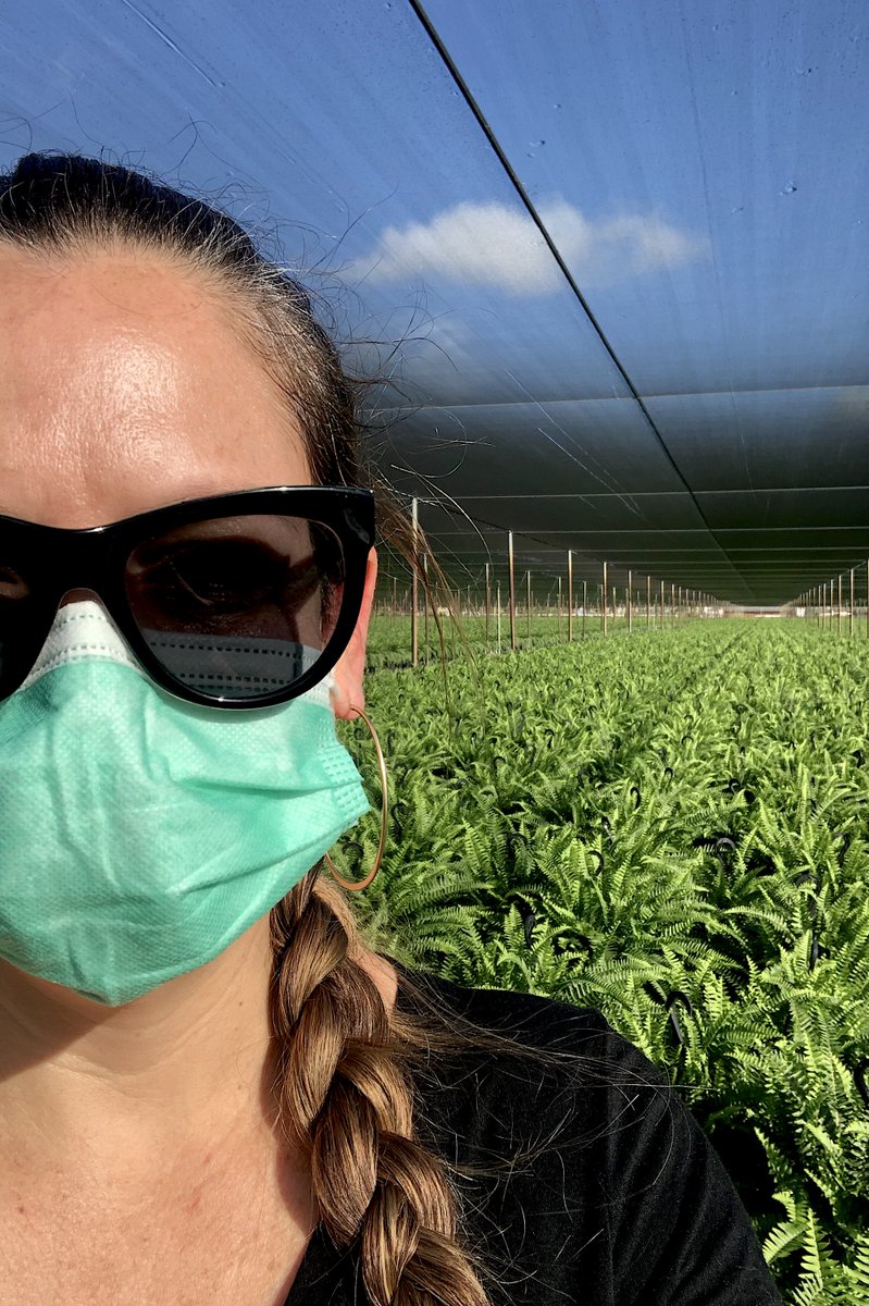 TreeHealthDoc's tweet image. On 25th day of #WomensHistoryMonth I am celebrating our collaborator, incredible #plantpathologist &amp;amp; director of @ClinicPlant, Dr. Romina Gazis. Her #research is focused on #microbial #diversity, #fungal #endophytes &amp;amp; #HostPathogenInteractions. 
trec.ifas.ufl.edu/faculty/romina…