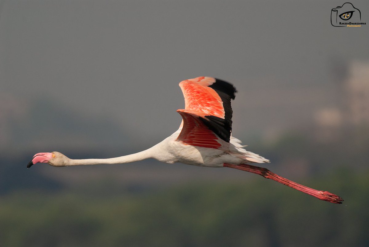 rdrakesh's tweet photo. When you get to be with a flying #GreaterFlamingo it gives you major satisfaction ! They are simply majestic!
#BirdInFlight
#IndiAves
#ThePhotoHour
#birds
#birdwatching
#birdphotography
#birding
#NaturePhotography #BBCWildlifePOTD #TwitterNatureCommunity @ParveenKaswan
@Avibase https://t.co/kjXw4zwbwd