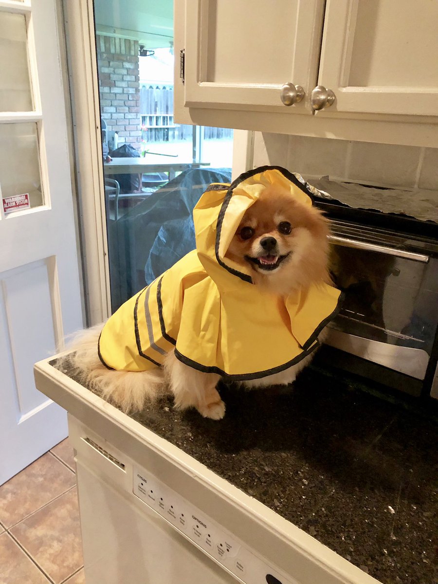 mtgdogs's tweet image. Beignet is in their coat. It's rainy out, but happy about going outside.

Slater is getting ready for the convertible car-ride. Will steal your girl.