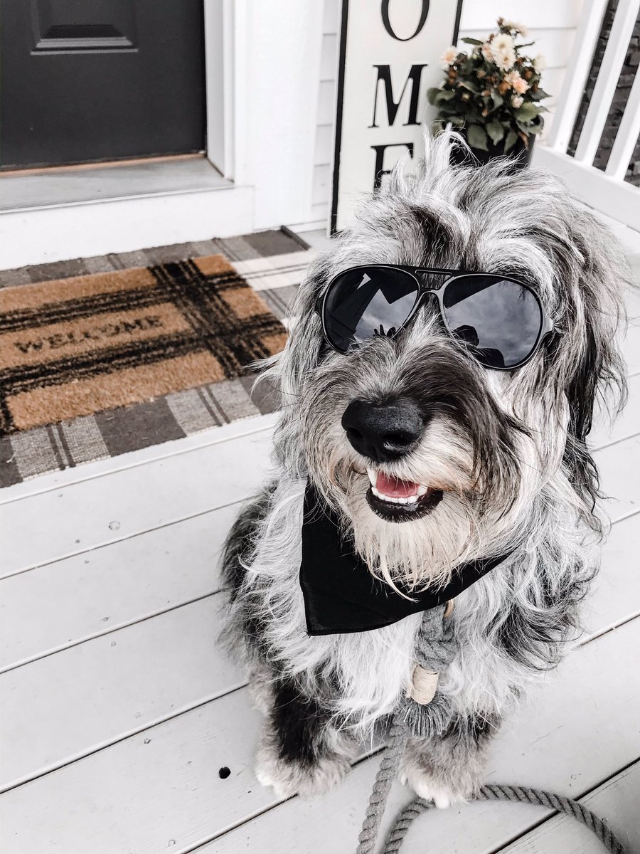 mtgdogs's tweet image. Beignet is in their coat. It's rainy out, but happy about going outside.

Slater is getting ready for the convertible car-ride. Will steal your girl.