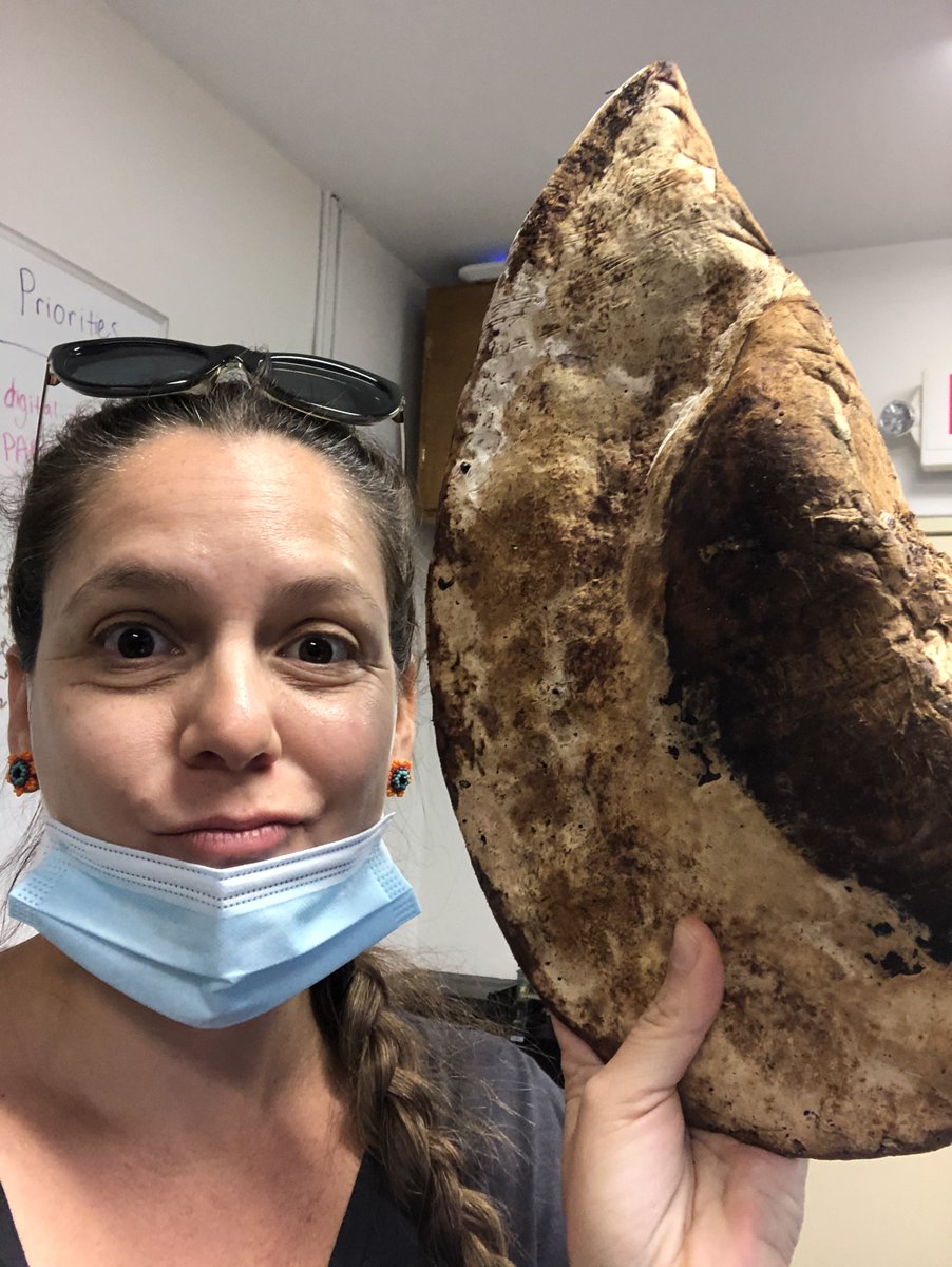 Dr. Denita Hadziabdic Guerry (@treehealthdoc) on Twitter photo On 25th day of #WomensHistoryMonth I am celebrating our collaborator, incredible #plantpathologist & director of <a href="/ClinicPlant/">Tropical Plant Clinic & Research Lab</a>, Dr. Romina Gazis. Her #research is focused on #microbial #diversity, #fungal #endophytes & #HostPathogenInteractions.
trec.ifas.ufl.edu/faculty/romina… On 25th day of #WomensHistoryMonth I am celebrating our collaborator, incredible #plantpathologist & director of <a href="/ClinicPlant/">Tropical Plant Clinic & Research Lab</a>, Dr. Romina Gazis. Her #research is focused on #microbial #diversity, #fungal #endophytes & #HostPathogenInteractions.
trec.ifas.ufl.edu/faculty/romina…