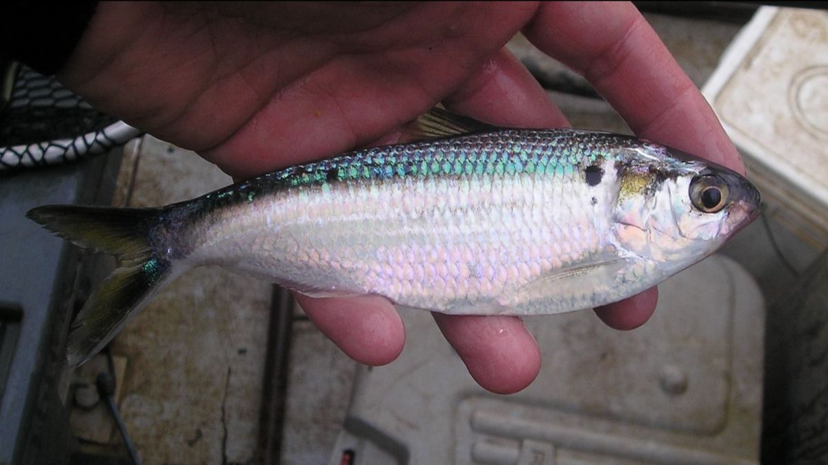 AES_LakeWork's tweet photo. Order Shad Today! 🎣 - https://t.co/utbL2yjA5v Shad deliveries are taking place! Contact us today to place your order! https://t.co/hf365oqYxK