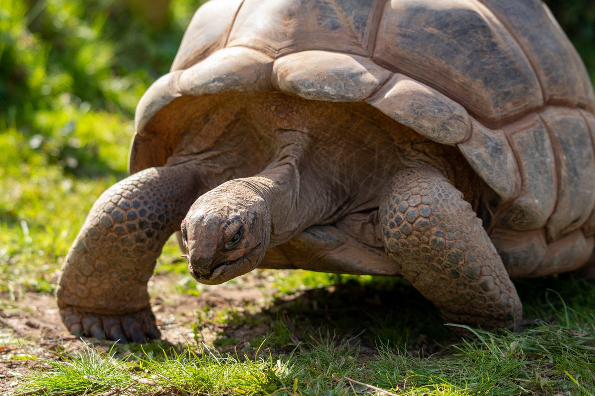 PaigntonZoo's tweet photo. Gentle giant Dora and the rest of the Aldabra giant tortoises have been enjoying their outside space more, now that the weather is getting a bit warmer! ☀️🐢 https://t.co/PEfqWdNepR