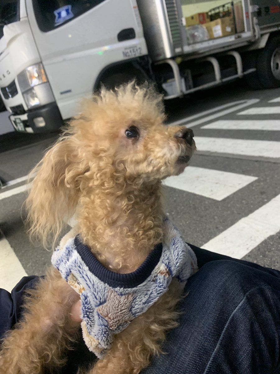 takumidd's tweet photo. 鎌倉の由比ヶ浜のローソンの近くで迷い犬を保護してとりあえず鎌倉警察署まで連れてきたんですが、よかったら拡散していただけますか。
たぶん茶色いトイプードルのオスです。
飼い主が見つからなかったらしばらく僕が預かると思うんですが、できれば飼い主さんのところにかえしてあげたいです https://t.co/quktf4KMyH