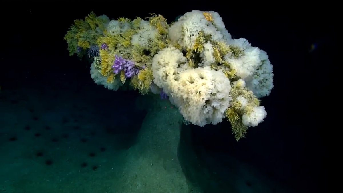 Sponge garden on a rock that resembles what you find near ancient shorelines. #SpongeThursday #Okeanos