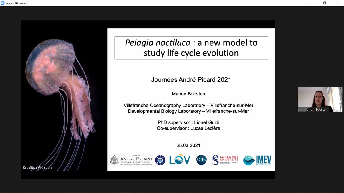 BIOM80075242's tweet photo. Excellent first sesion of the #JAP going from catshark to bivalves and this last talk by Manon Boosten about the life cycle of the cnidarian P. noctiluca https://t.co/Dtmwlwsgei