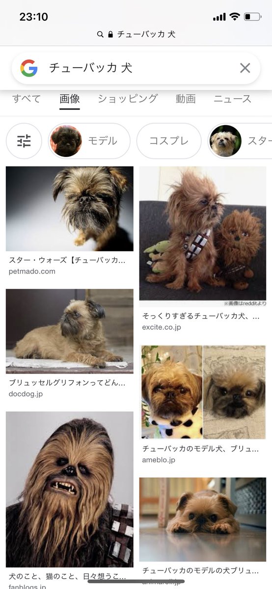 まっつー チューバッカ 犬 でググったら ブリュッセルグリフォンだと判明しました でもコモンドールも可愛いですね もふもふしてます まっつー チューバッカ 犬 でググったら ブリュッセルグリフォンだと判明しました でもコモンドールも可愛いですね もふもふしてます