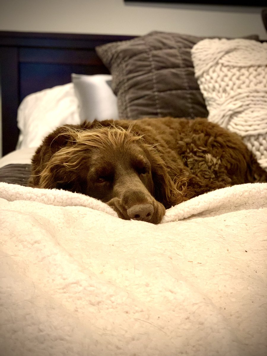 aclotheshorseok's tweet image. Laziness is nothing more than the habit of resting before you get tired. #fortunecookiewisdom #fieldspaniel