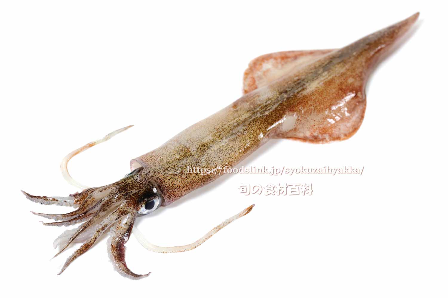 旬の食材百科ーフーズリンク ヤリイカ T Co Mom1pmmvey イカは種類によって旬が違いますが ヤリイカは冬から春にかけてが旬です 刺身はもちろん 焼いても揚げても美味しいですね ケンサキイカと似ていますが並べると違いがよく分かります 食材