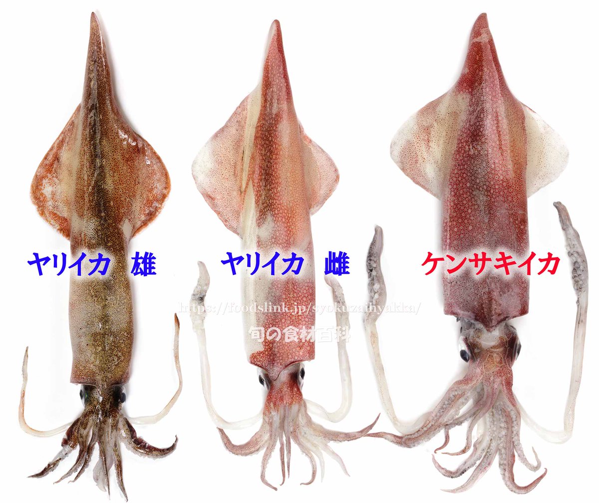تويتر 旬の食材百科ーフーズリンク على تويتر ヤリイカ T Co Mom1pmmvey イカは種類によって旬 が違いますが ヤリイカは冬から春にかけてが旬です 刺身はもちろん 焼いても揚げても美味しいですね ケンサキイカと似ていますが並べると違いがよく分かります