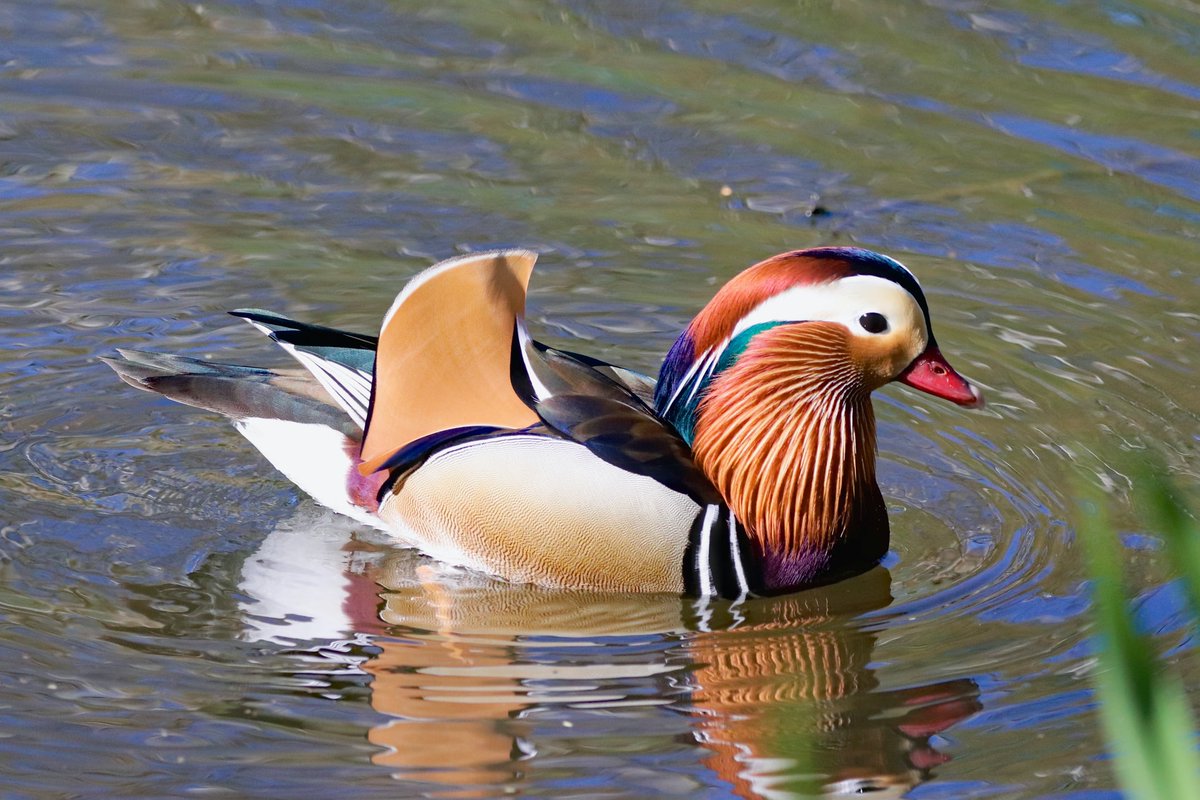 WeNaturalists's tweet photo. The sighting of a Mandarin duck close to the ecologically-damaging Baghjan oil well fire in Assam, India could mean the revival of a lesser-known wetland called #Maguri.

Smaller wetlands need greater attention from conservationists.

Support the cause at https://t.co/Omwt4luINQ https://t.co/UPCvPLI4JZ