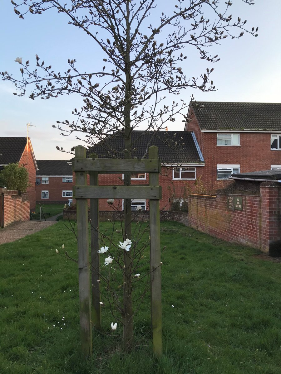 NorwichCC's tweet image. Look! The first spring flowers are emerging on this little tree.

This is one of the 100 trees we planted across Norwich two years ago, as part of our social housing celebrations. norwich.gov.uk/100years

Share your blossom pics! 

#LoveNorwich #BlossomWatch