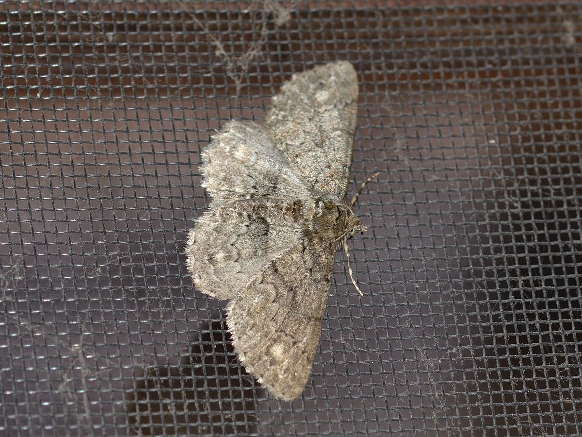 sabikikori5's tweet photo. #シロテンエダシャク。
やや遠目からでも4つの白紋が目立つ。
#Cleora leucophaea #Geometridae #Lepidoptera https://t.co/fGSkYVsLOW