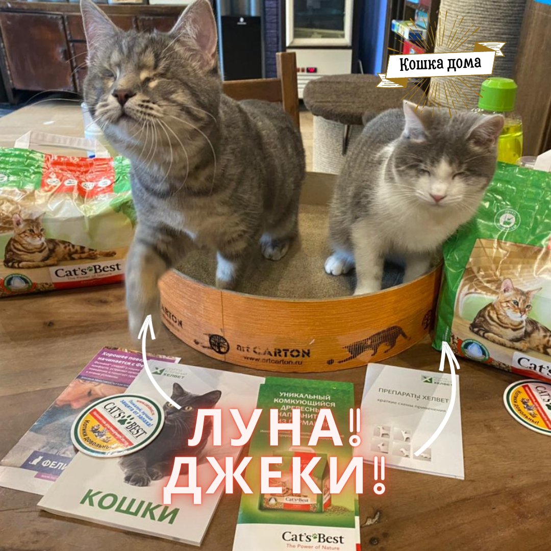 MoscowCatCafe's tweet photo. Джеки и Луна дома! https://t.co/aRHbKDJfJ4 https://t.co/wmqzpErLr9