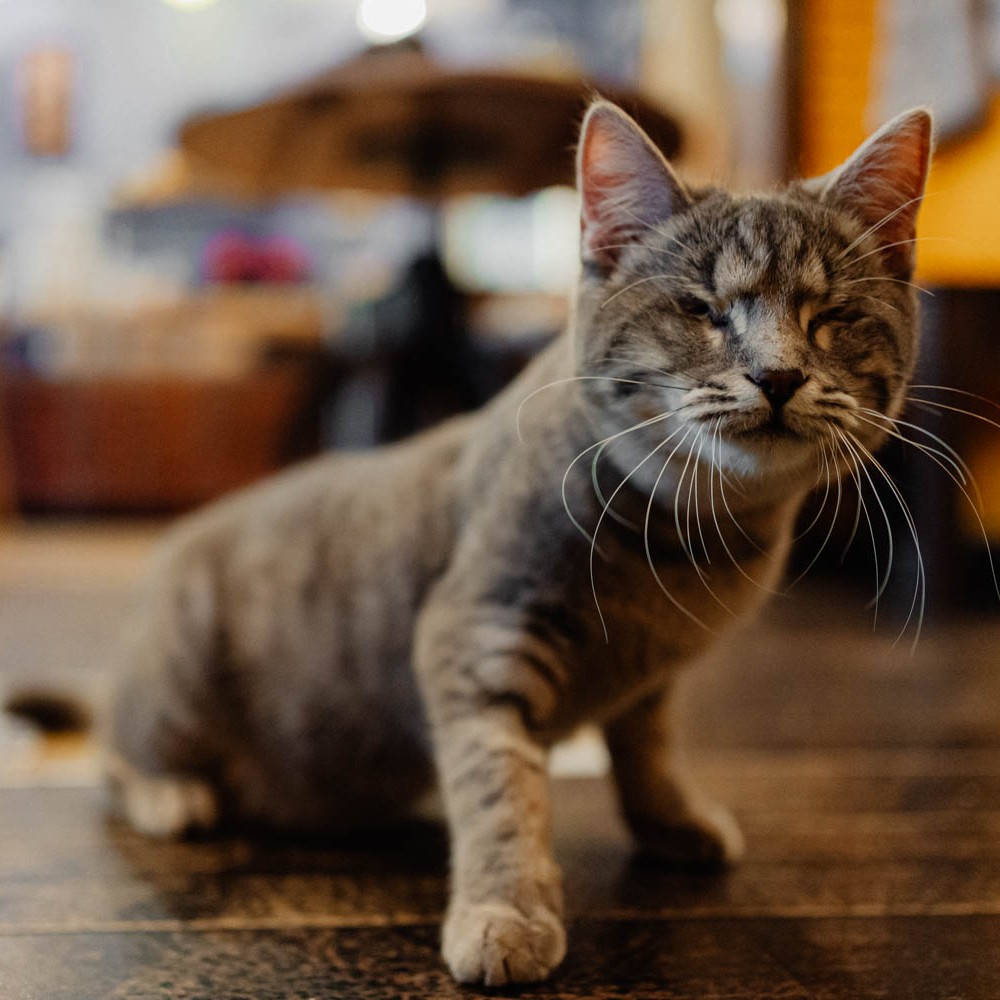 MoscowCatCafe's tweet photo. Джеки и Луна дома! https://t.co/aRHbKDJfJ4 https://t.co/wmqzpErLr9