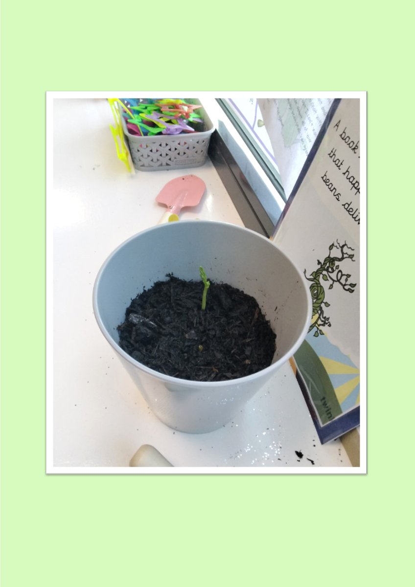 EL Academy Year 2 (@cohort3ela) on Twitter photo Class update!๐ฃ
The magic bean is finally growing! ๐ฟ๐
<a href="/EnglandLaneMain/">England Lane Primary Academy</a> Class update!๐ฃ
The magic bean is finally growing! ๐ฟ๐
<a href="/EnglandLaneMain/">England Lane Primary Academy</a>