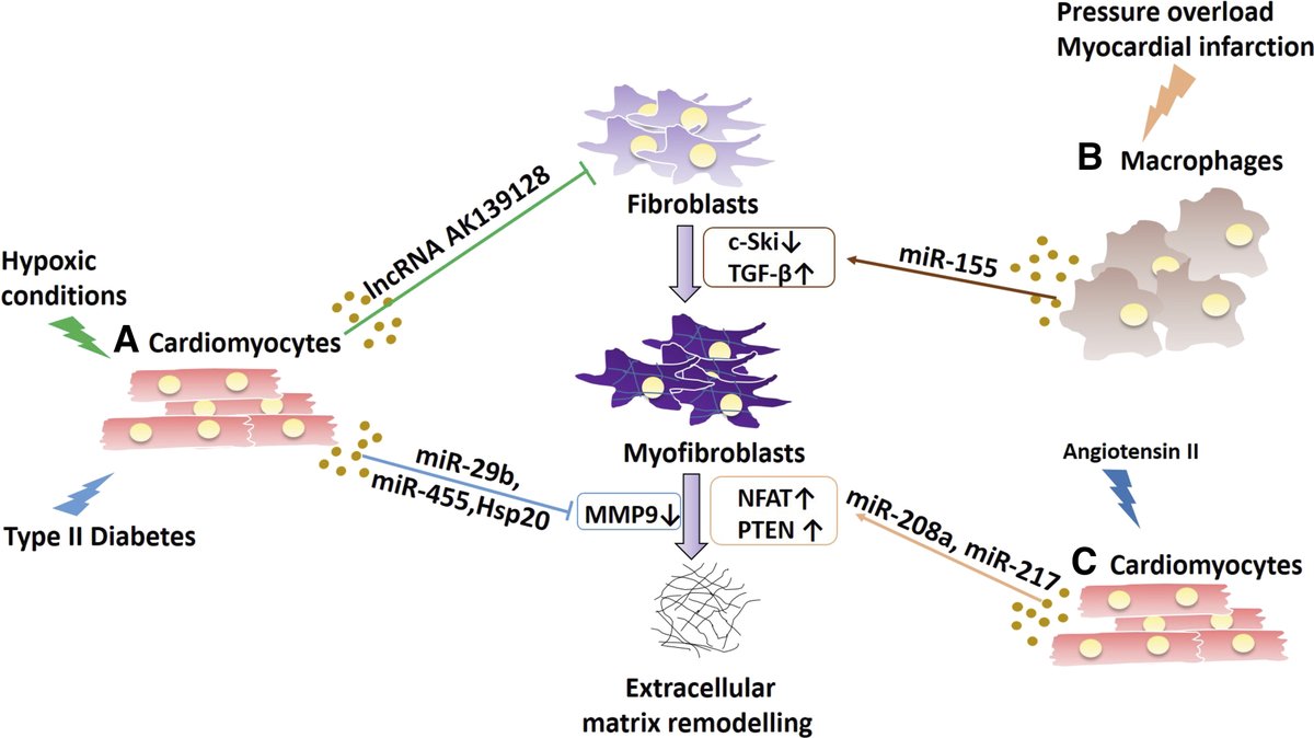 New Review in AJP-Heart and Circ discusses our current understanding of the role of #exosomes in cardiac communication, focusing on cardiovascular pathophysiology & potential cardiac therapies ow.ly/RC3u50E8jZW #StemCells #Fibrosis #ExtracellularVesicles