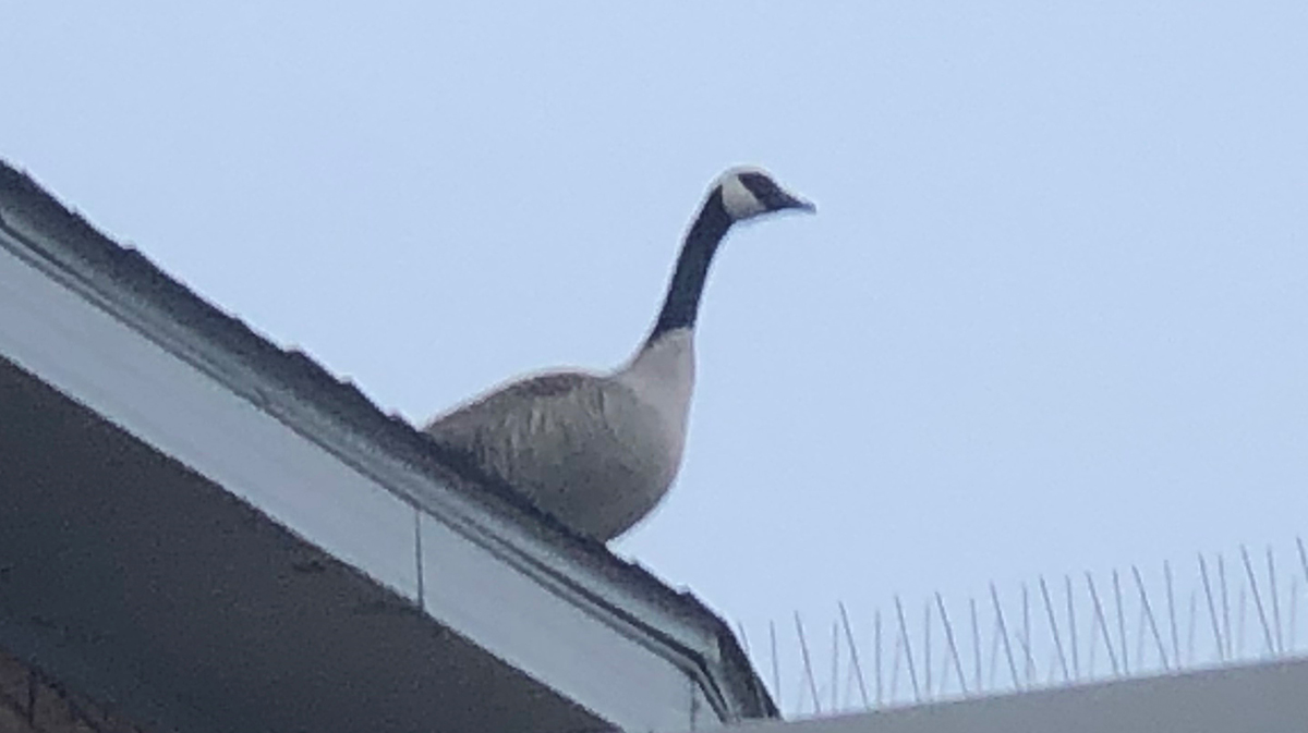 Goose on the Roof at WA WA Shrine Centre. #Spring2021 #WAWAShriners #Regina