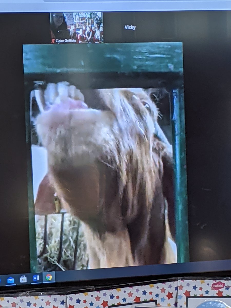 Honeywell_PS's tweet photo. If we can't go to the farm, the farm will have to come to us! Reception had a brilliant time this morning seeing the goats at @CronkshawFold #goatsonzoom https://t.co/2OrNfpHJIm