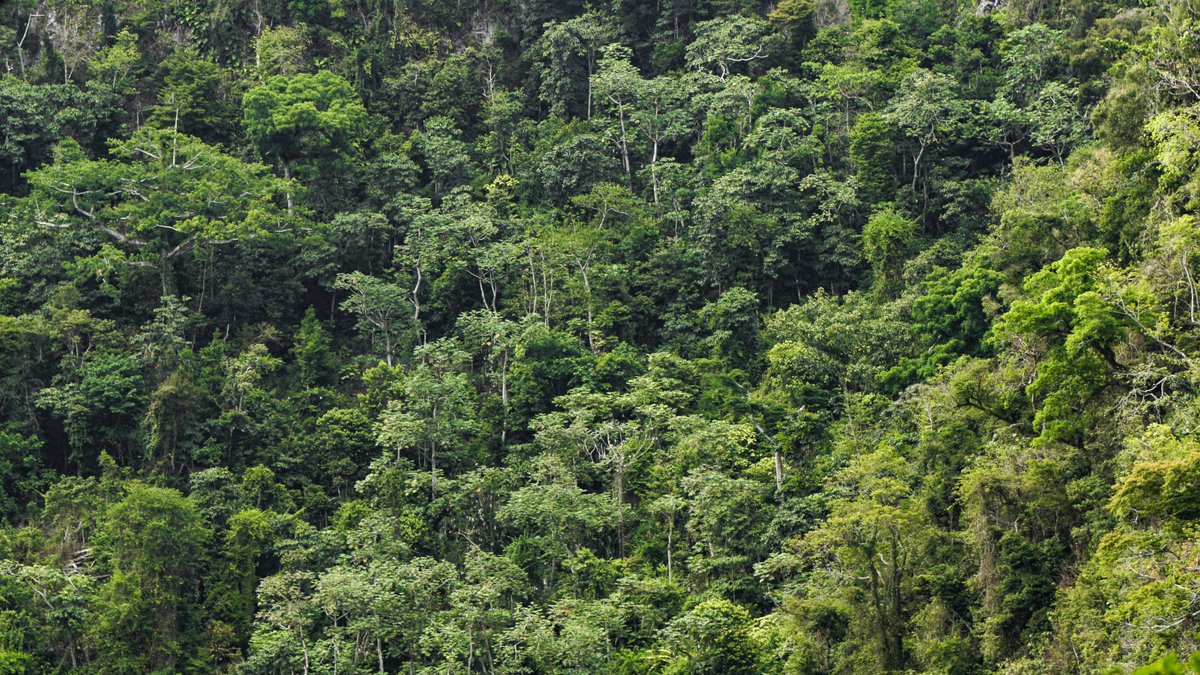 StenapaStatia's tweet photo. #HappyInternationalDayoftheForest
Their complex structure supports our native biodiversity, including our endemic and/or endangered plants and animals. Ecosystem services from forests support us - generation of rainfall, reduced erosion, oxygen, and more!
@DCNA #ReforeStatia https://t.co/0sJw49GOJy