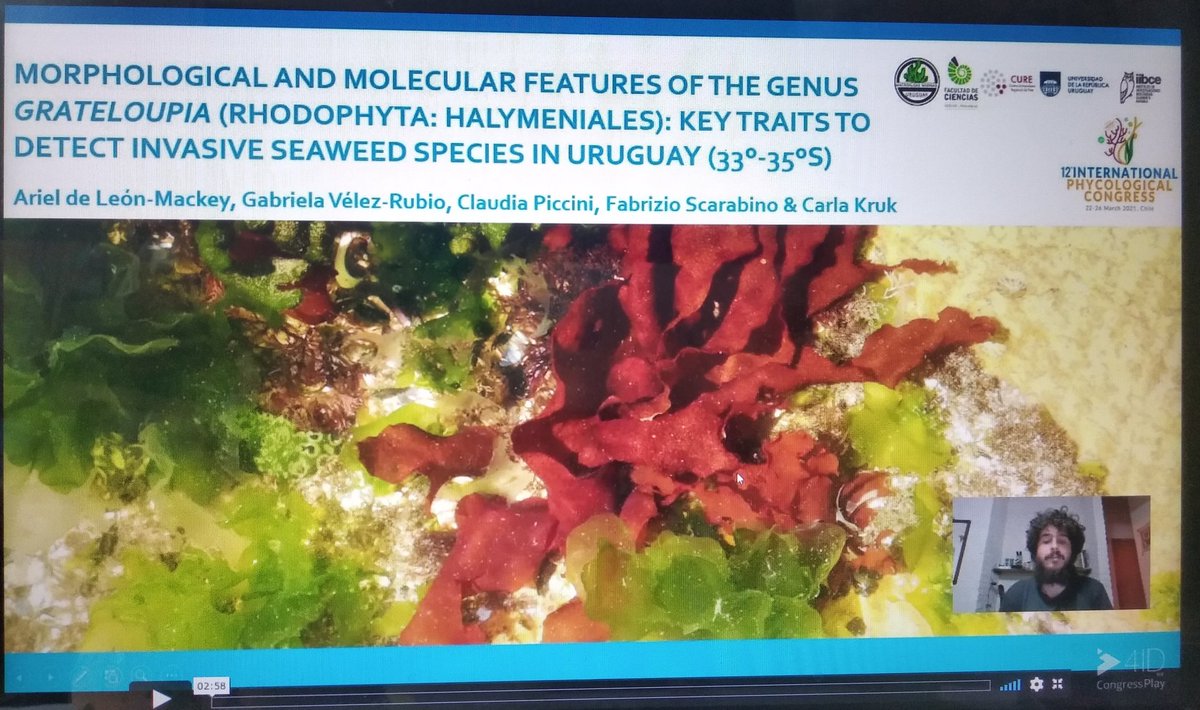 Gabi (@velezrubiog) on Twitter photo <a href="/ipc2021/">ipc2021</a> assistants! Interested in invasive seaweed and biogeography?
You can see and listen <a href="/Arielde72893116/">Ariel de Leon</a> presenting our work
SYM04 International Phycology Congress
<a href="/AlgasUruguay/">Macroalgas Uruguay</a> <a href="/clapixi/">Claudia Piccini</a> <a href="/ckrukckruk/">Carla Kruk</a>
<a href="/dicytmec/">Dirección de Innovación, Ciencia y Tecnología MEC</a> <a href="/CUREoficial/">CURE</a> <a href="/Udelaruy/">Universidad de la República</a> <a href="/IIBCE/">Instituto Clemente Estable</a> <a href="/ipc2021/">ipc2021</a> assistants! Interested in invasive seaweed and biogeography?
You can see and listen <a href="/Arielde72893116/">Ariel de Leon</a> presenting our work
SYM04 International Phycology Congress
<a href="/AlgasUruguay/">Macroalgas Uruguay</a> <a href="/clapixi/">Claudia Piccini</a> <a href="/ckrukckruk/">Carla Kruk</a>
<a href="/dicytmec/">Dirección de Innovación, Ciencia y Tecnología MEC</a> <a href="/CUREoficial/">CURE</a> <a href="/Udelaruy/">Universidad de la República</a> <a href="/IIBCE/">Instituto Clemente Estable</a>