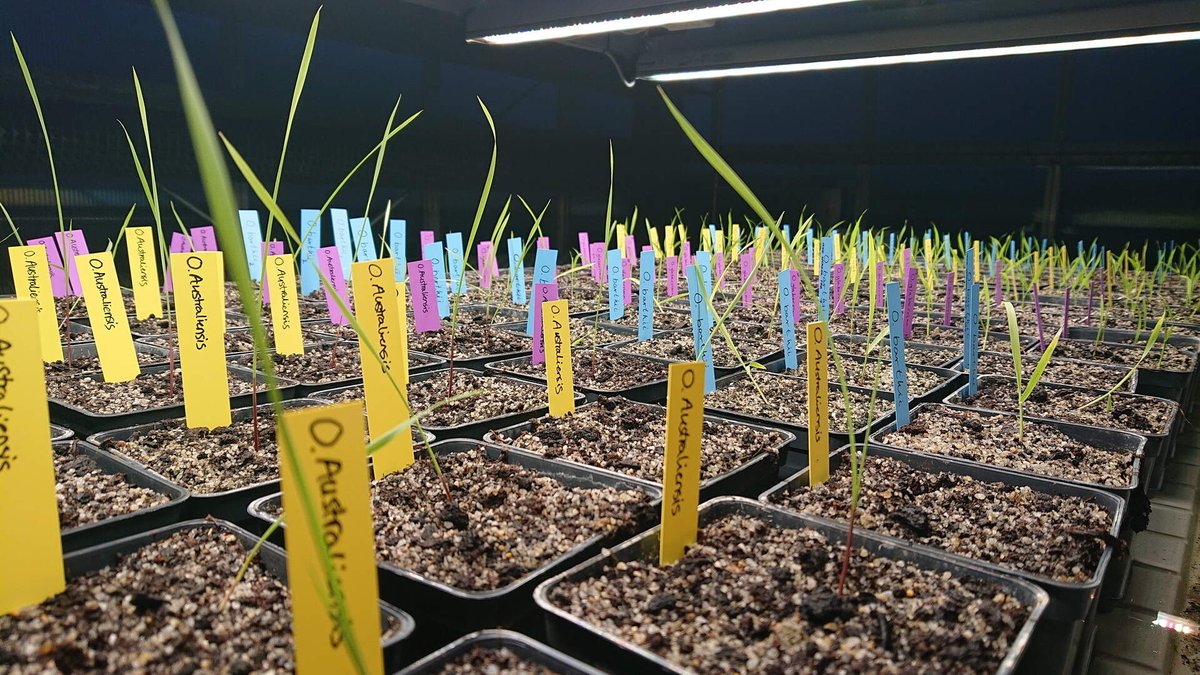 FBL_UCPH's tweet photo. Our glass house is teeming with activity these days. New BSc students are growing species of wild rice as well as African cultivars for their projects on flood and salinity tolerance of rice.
#Flooding #Rice #SalinityTolerance https://t.co/HDJjZAFvok