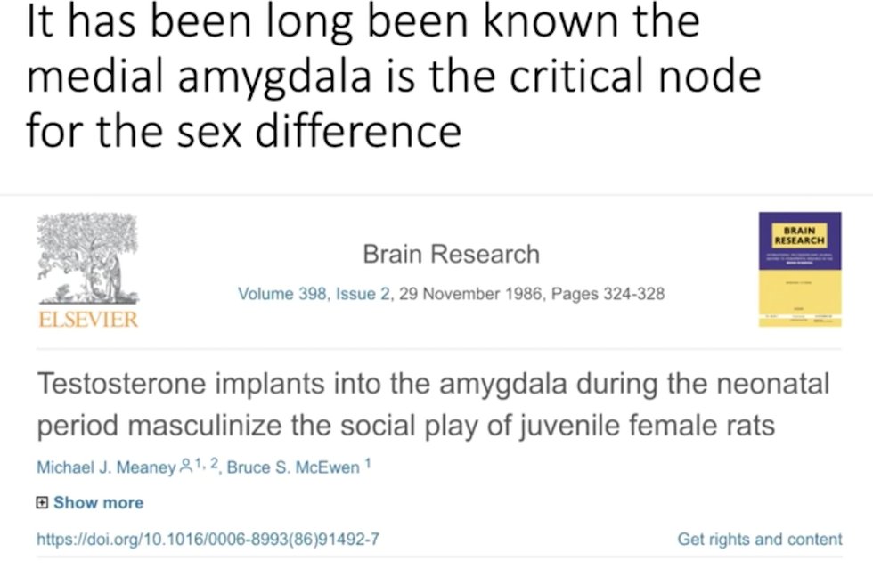 carla_nasca's tweet photo. Important contribution on the role of the medial amygdala in sex differences made by Michael Meaney and Bruce McEwen back in 1986 as @PegMcC emphasized. Loved it, I was a little kid at that time. https://t.co/AE3U49DTan