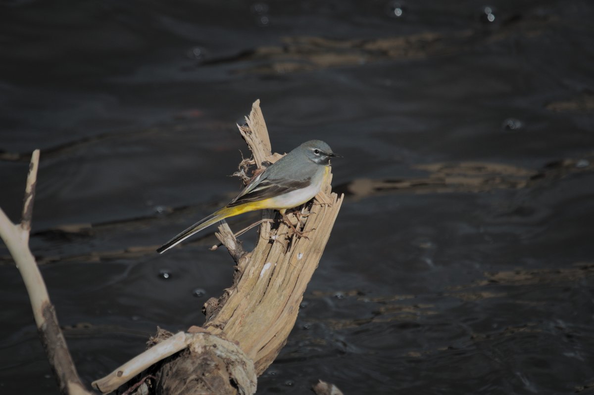 CheepBirds's tweet photo. Grey wagtail proudly wagging it's tail and probably feeling a bit dejected as everyone else is looking at the kingfisher. Water of Leith in Edinburgh.
#WOLCT #birdphotography #BirdsSeenIn2021 #NaturePhotography #birds #birdwatching https://t.co/gU9eKTDLbn