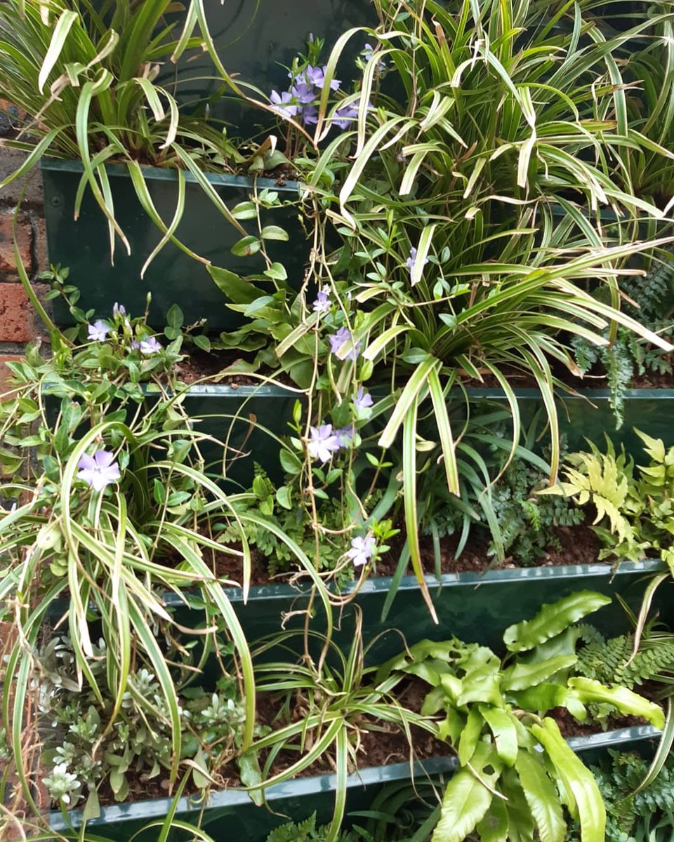 🕊 The 1st ever #greenwall on a #Kensingtonandchelsea #housingestate is coming to life as #spring sinks in...early days! #Watcthisspace @helloLancWest @jjcaspell @DadouAbbas 🌿🕊