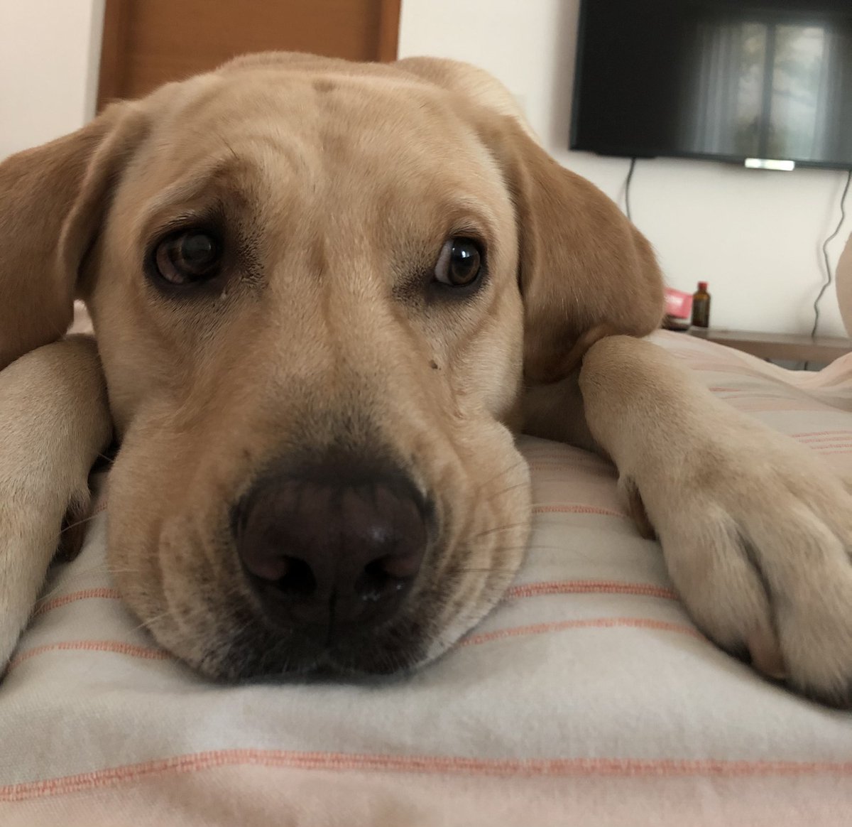 jheera77's tweet photo. @dog_rates Roger - who wants to be here, but also there! https://t.co/gXGQ63rmNx