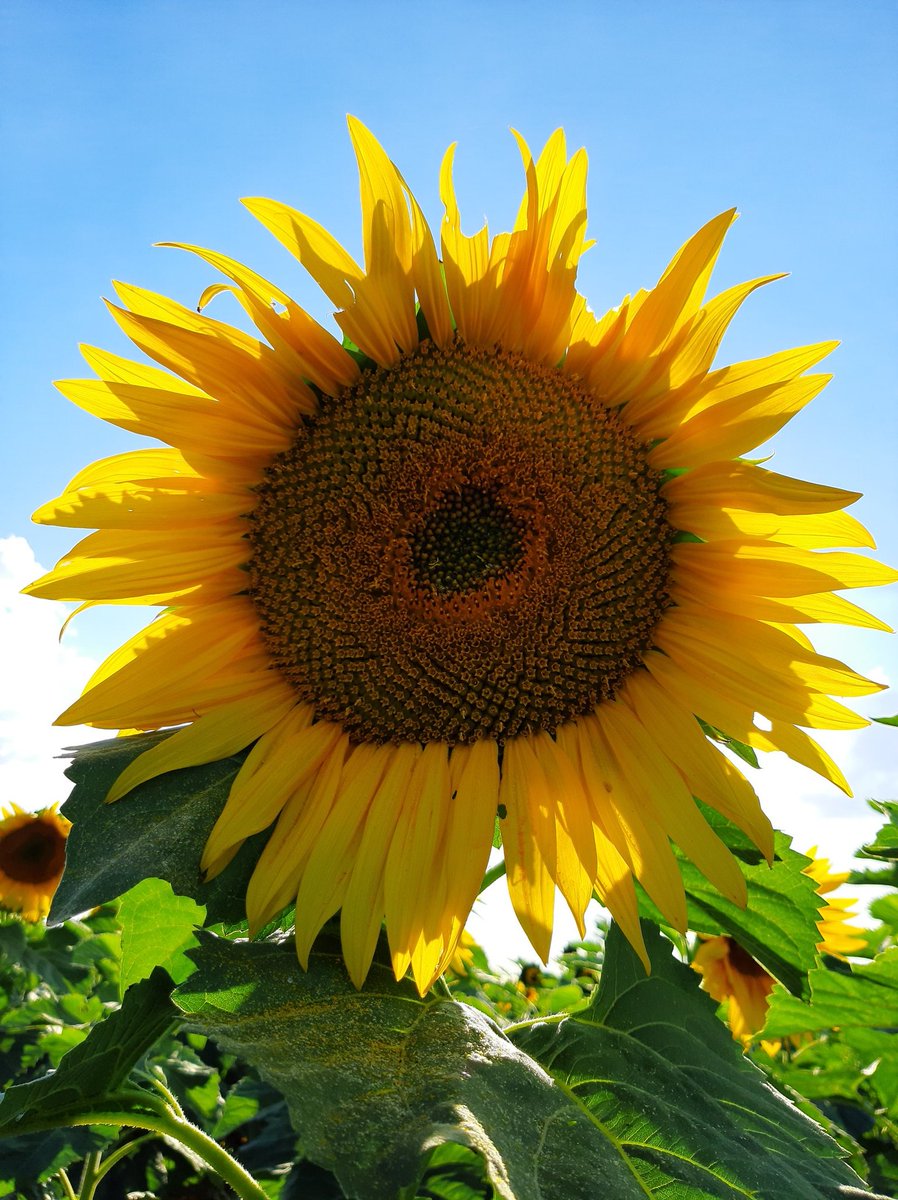 Es inevitable no sacarle fotos cuando entro al lote! 🌻