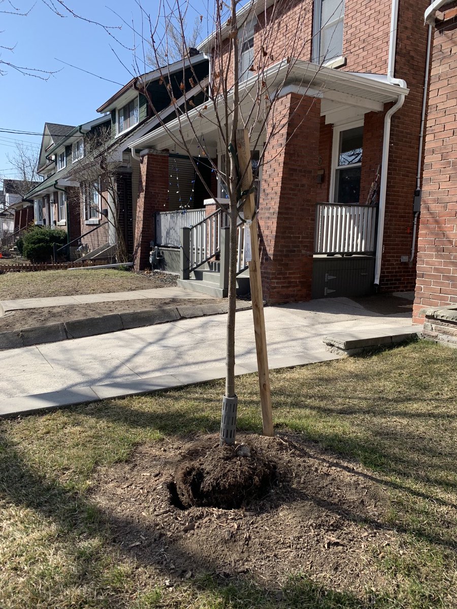 Hey ⁦<a href="/TOtrees/">TREES TO PLEASE</a>⁩  happy to see that for once this tree is not planted too deep. But shouldn’t it be planted? It’s been sitting here for at least four days.⁦<a href="/UrbForestCrimes/">Urban Forest Crimes</a>⁩ , ⁦<a href="/OUFC_Canada/">Ontario Urban Forest Council</a>⁩ ⁦<a href="/leaf/">LEAF</a>⁩ ⁦<a href="/BradMBradford/">Brad Bradford</a>⁩ . And why A Katsura?