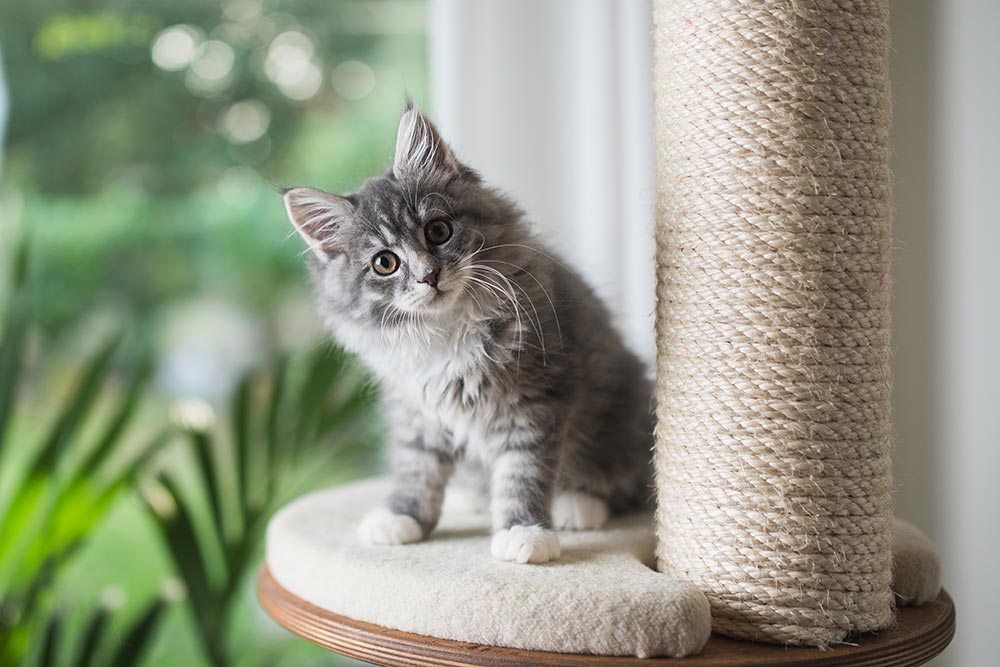YKittenlover's tweet photo. #cat #cats #catlover #catlovers #kitty #kittybox #kittyperry #kitten #kittens #CatsOfTwitter #CatsOnTwitter https://t.co/Bo6HkJ1DoO