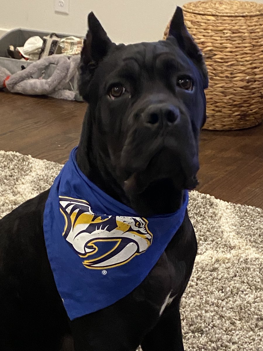 benni_rice's tweet photo. Let’s go Predators! Mini is ready for another W!
#PredsPup
⁦@PredsNHL⁩ ⁦@PetSmart⁩ https://t.co/NoClQEBsVb